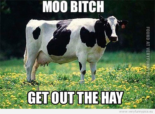 Funny Picture - Moo bitch - Get out of the hay