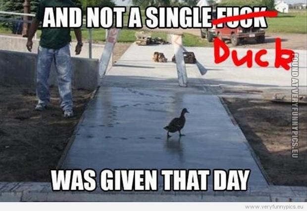 Funny Picture - Not a single duck was given that day