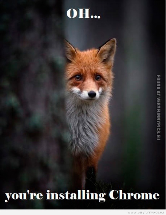 Funny Picture - Oh... You're installing Chrome - Sad fox