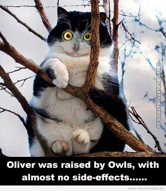 Funny Picture - Oliver was raised by owls, with almost no side-effects