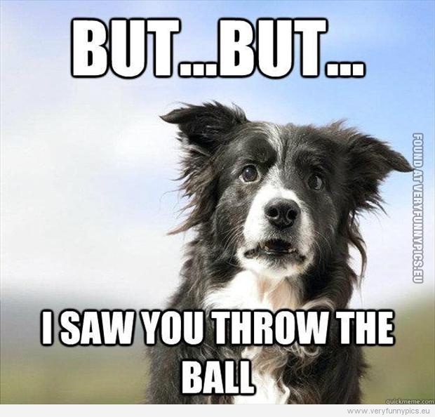 Funny Picture - Playing catch with dog - But but i saw you throw the ball