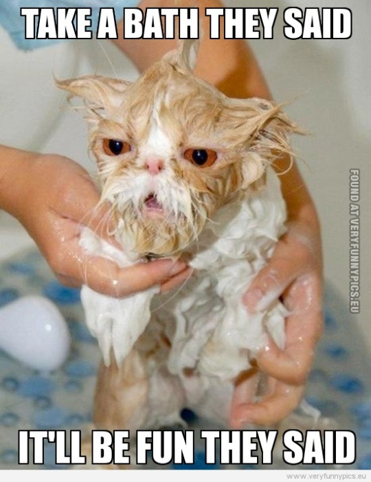 Funny Picture - Take a bath they said - wet cat