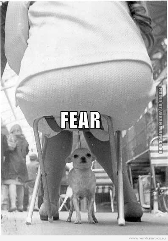 Funny Picture - The face of fear - Dog under chair