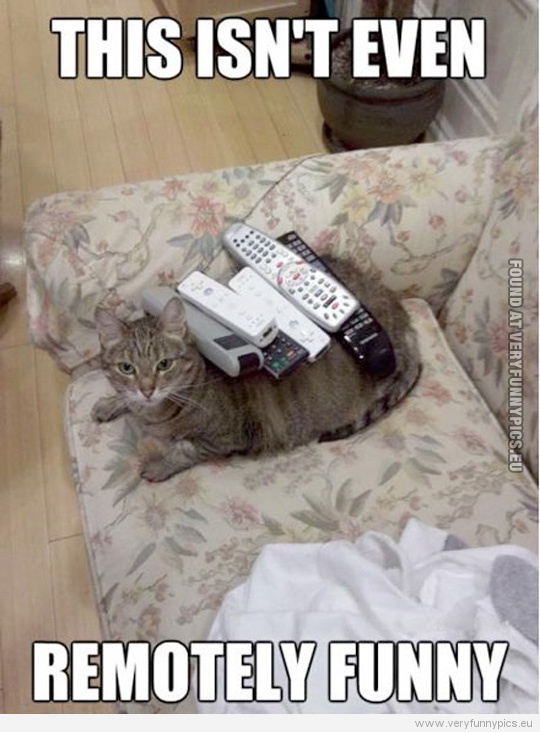 Funny Picture - This isn't even remotely funny cat