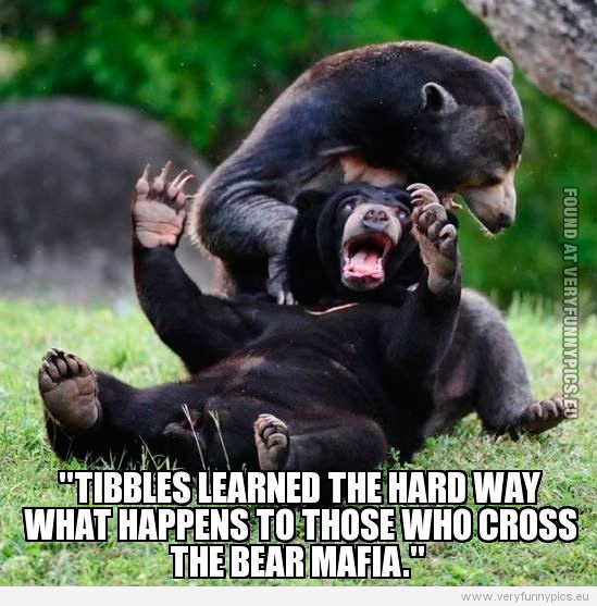 Funny Picture - Tibbles learned the hard way what happens to those who cross the bear maffia
