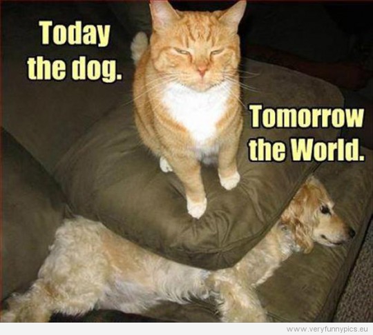 Funny Picture - Today the dog. Tomorrow the world - Cat sitting on dog