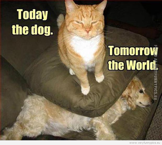 Funny Picture - Today the dog. Tomorrow the world - Cat sitting on dog