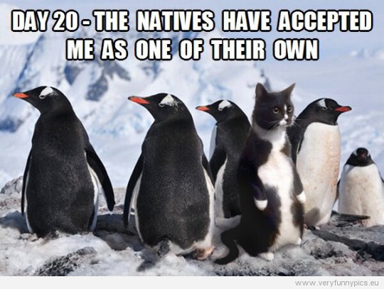 Funny Picture - A cat amongst penguins - Day 20 - The natives hav accepted me as one of their own