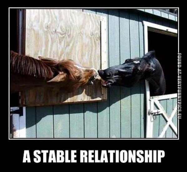 Funny Picture - A stable relationship