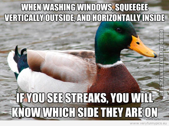 Funny Picture - Actual advice mallard - When washing windows