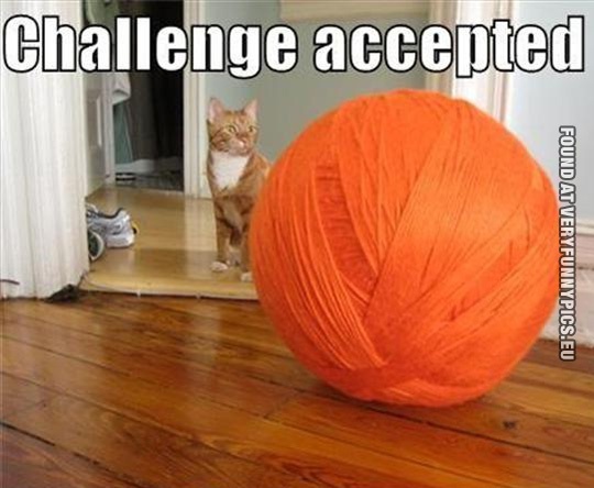 Funny Picture - Cat - Challenge accepted