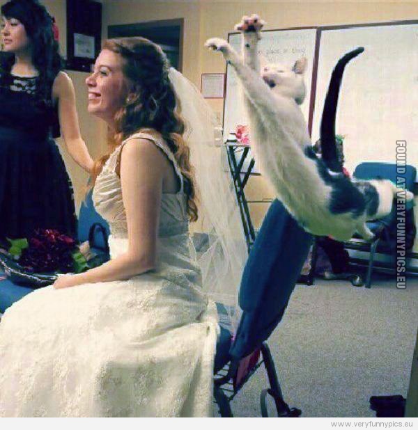 Funny Picture - Cat getting ready to shread wedding dress