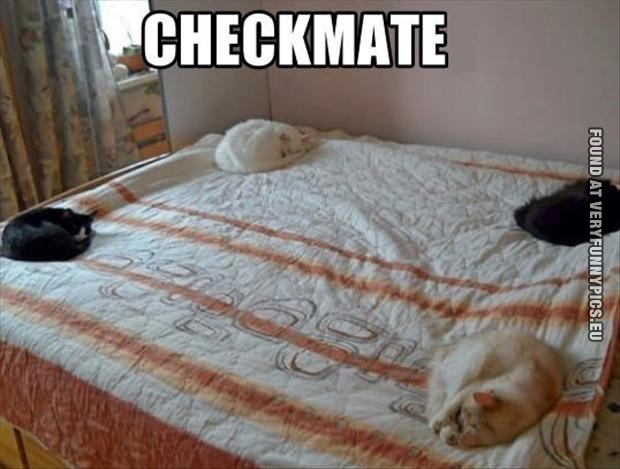 Funny Picture - Cats on all corners of the bed - Checkmate