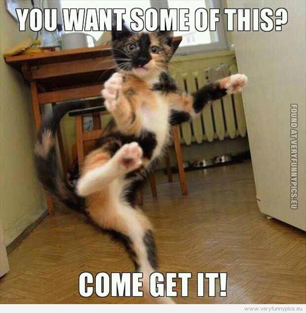 Funny Picture - Cocky cat - Karate cat - You want some of this?