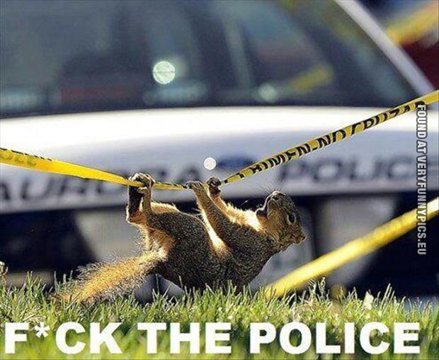 Funny Picture - Fuck the police squirrel