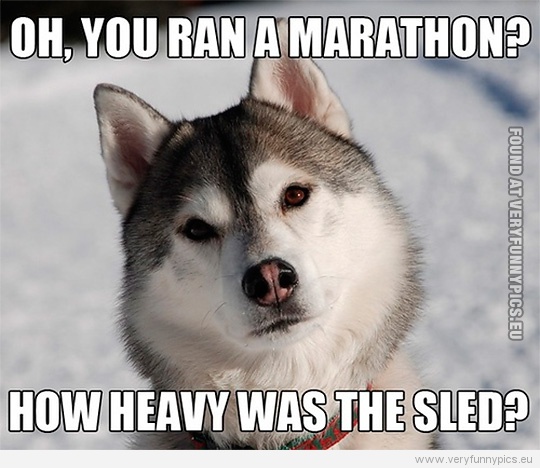Funny Picture - Husky - Oh, you ran a marathon? How heavy was the sled?