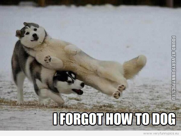 Funny Picture - I forgot how to dog