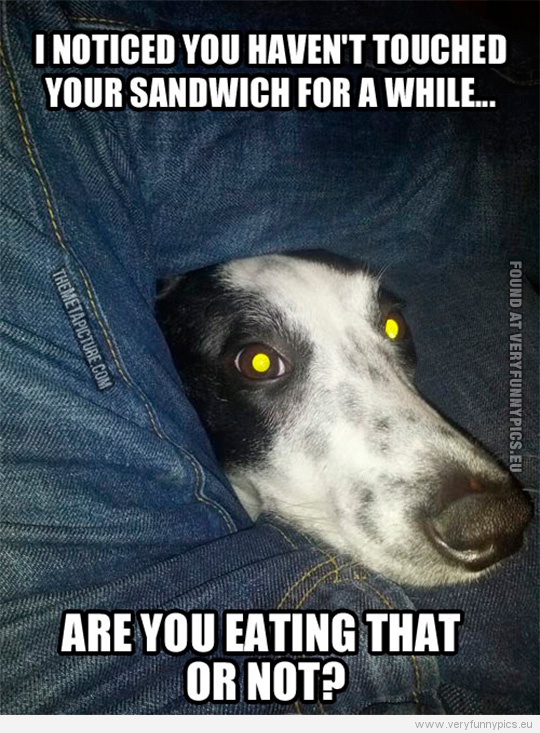 Funny Picture - I noticed you haven't touched your sandwich for a while... Are you eating that or not?