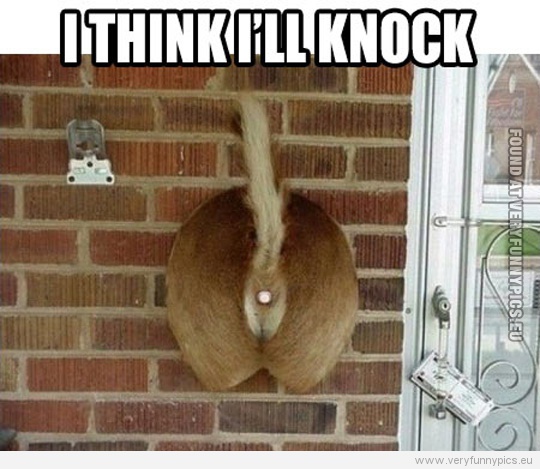 Funny Picture - I think i'll knock