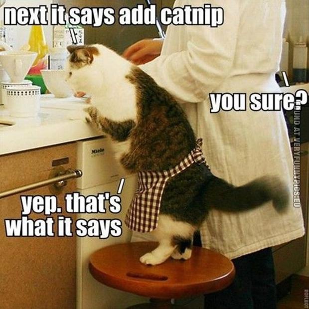 Funny Picture - Next it says ad catnip - Baking cat