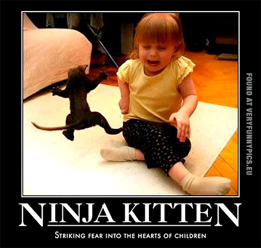 Funny Picture - Ninja kitten - Striking fear into the hearts of children