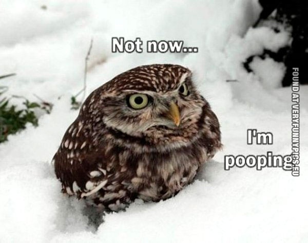 Funny Picture - Not now, i'm pooping - Owl in the snow