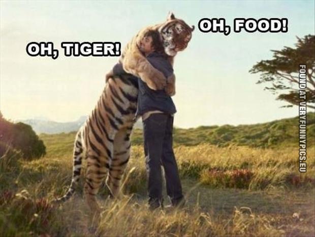 Funny Picture - Oh, Tiger! Oh, Food!