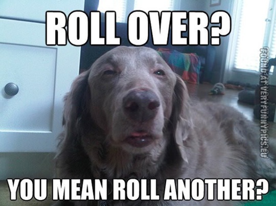 Funny Picture - Roll over? You mean roll another? Stoned dog