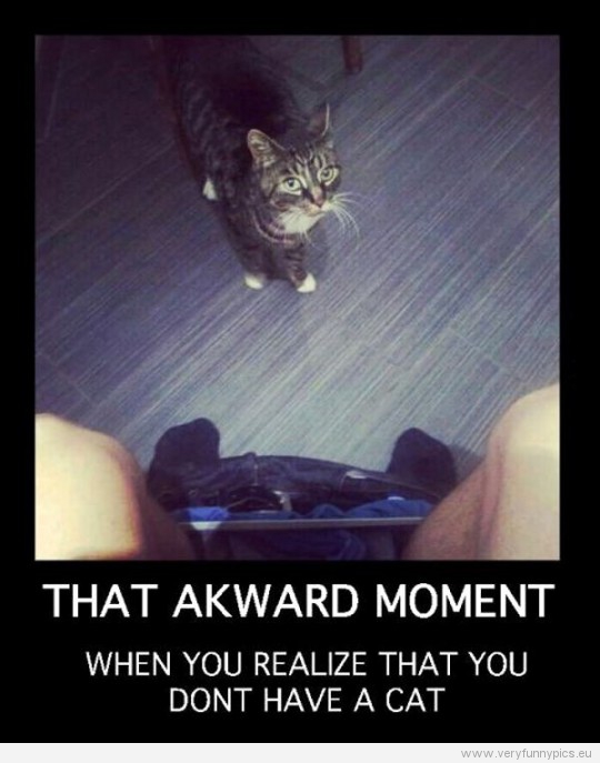 Funny Picture - That awkward moment when you realize you don't hav a cat - On the toilet