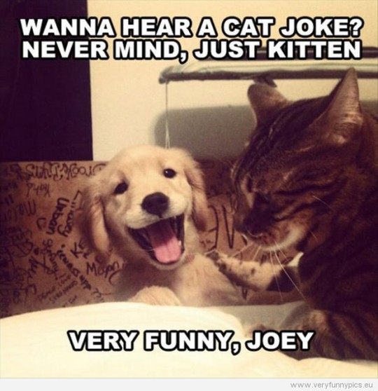 Funny Picture - Wanna hear a cat joke? Never mind, just kitten - Dog tells cat a joke