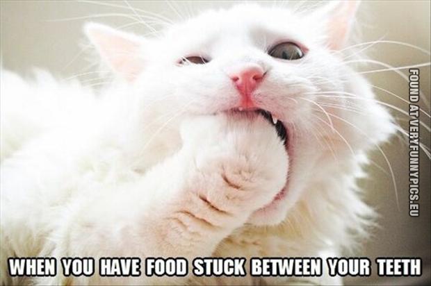 Funny Picture - When you have food stuck between your teeth - Cat