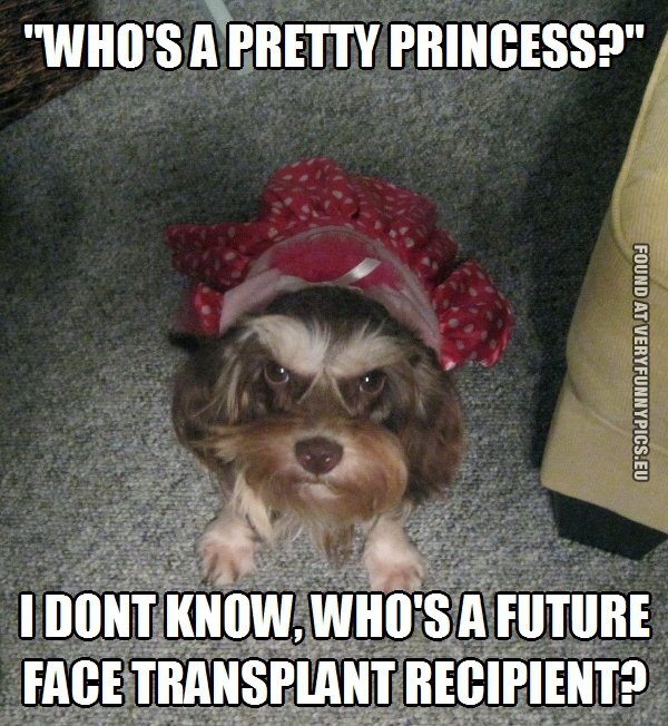 Funny Picture - Who's a pretty princess? Funny dog