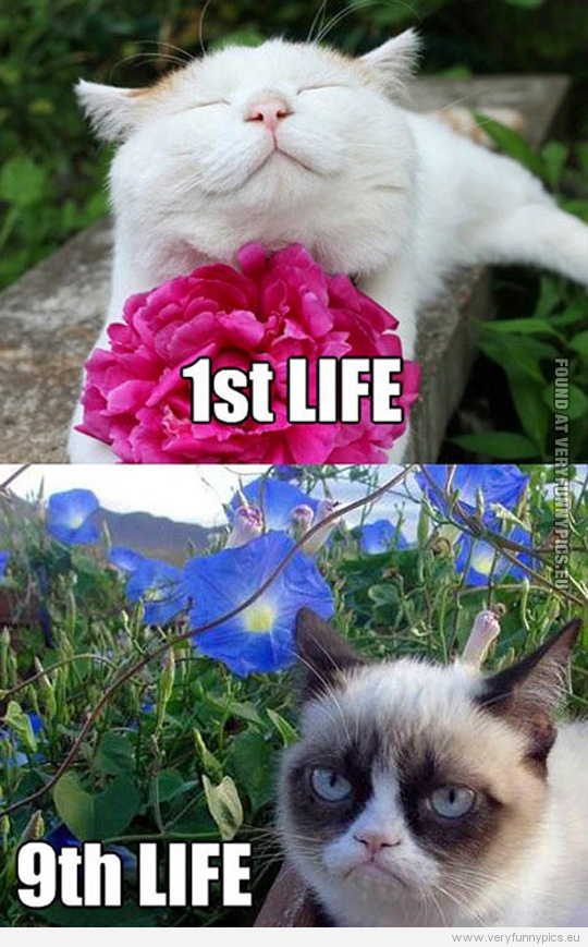Funny Pictures - 1st life VS 9th life - Grumpy Cat