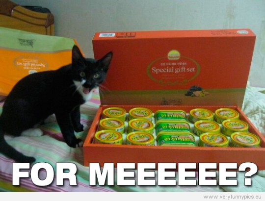 Funny Pictures - Cat gets special gift set