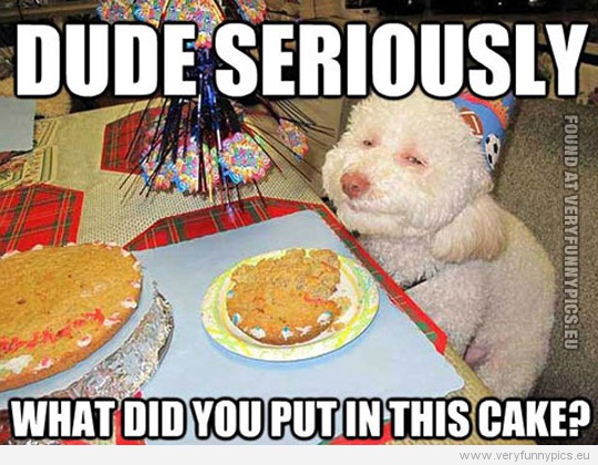 Funny Pictures - Dude seriously, what did you put in this cake - Dog
