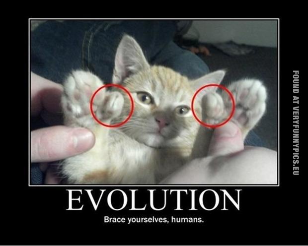 Funny Pictures - Evolution - Brace yourselves, humans - Cat has thumbs