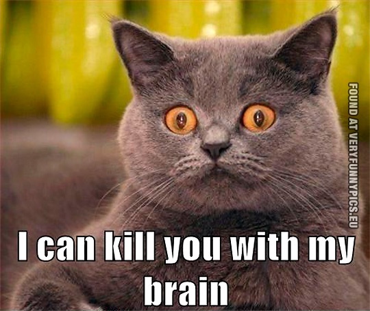 Funny Pictures - I can kill you with my brain - Cat with scary eyes