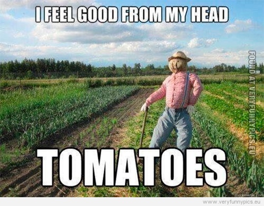 Funny Pictures - I feel good from my head to my toes - Tomatoes