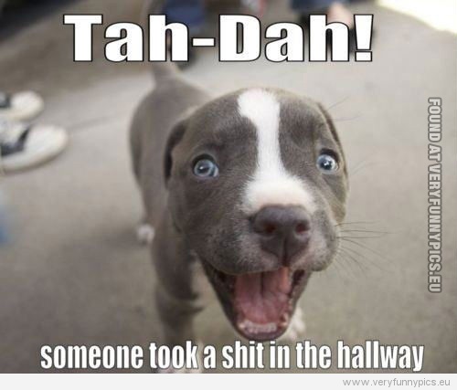 Funny Pictures - Tah-dah! Someone took a shit in the hallway - Happy dog