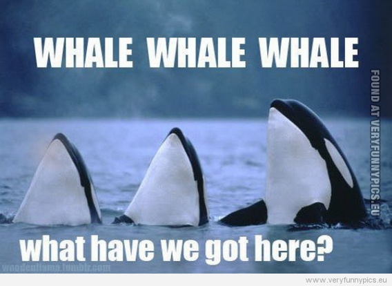 Funny Pictures - Whale whale whale, what have we got here