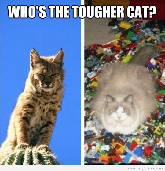 Funny Pictures - Who'w the tougher cat? Cat on lego