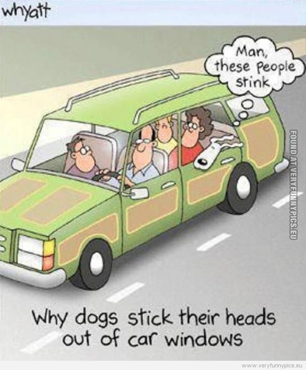 Funny Pictures - Why dogs stick their head out of car windows