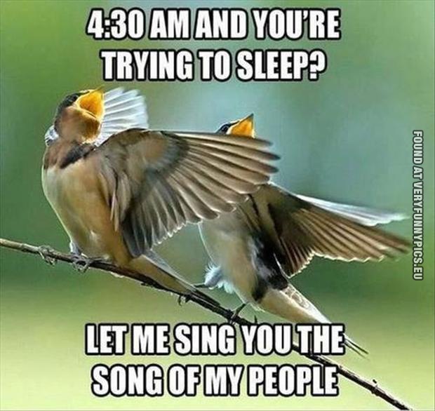 Funny Picture - 4:30 am and you're trying to sleep? Let me sing you the song of my people