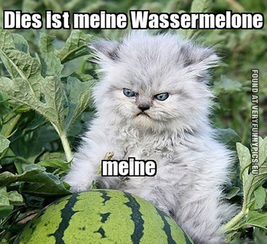 Funny Picture - Angry german kitten with water melon