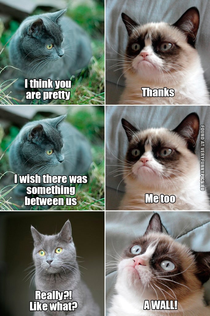Funny Picture - Grumpy cat meets a crush