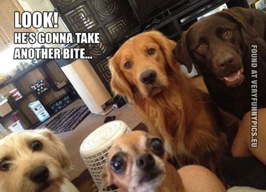 Funny Picture - Look! He's gonna take another bite - Begging dogs