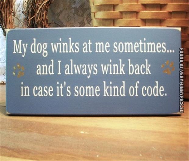Funny Picture - My dogs winks at me sometimes... And i always wink back in case it's some kind of code