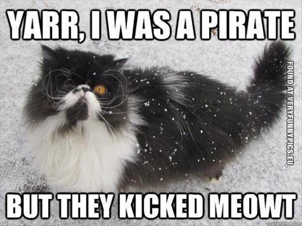 Funny Picture - Pirate cat