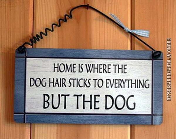 Funny Pictures - Home is where the dog hair sticks to everything but the dog
