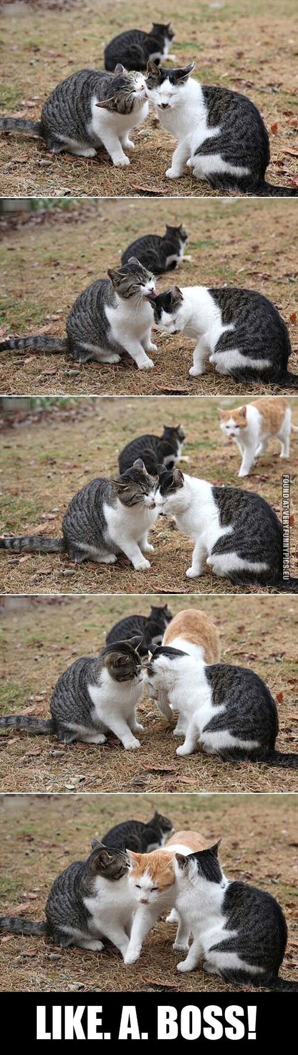 Funny Picture - Cat goes between two other cats - Like a boss
